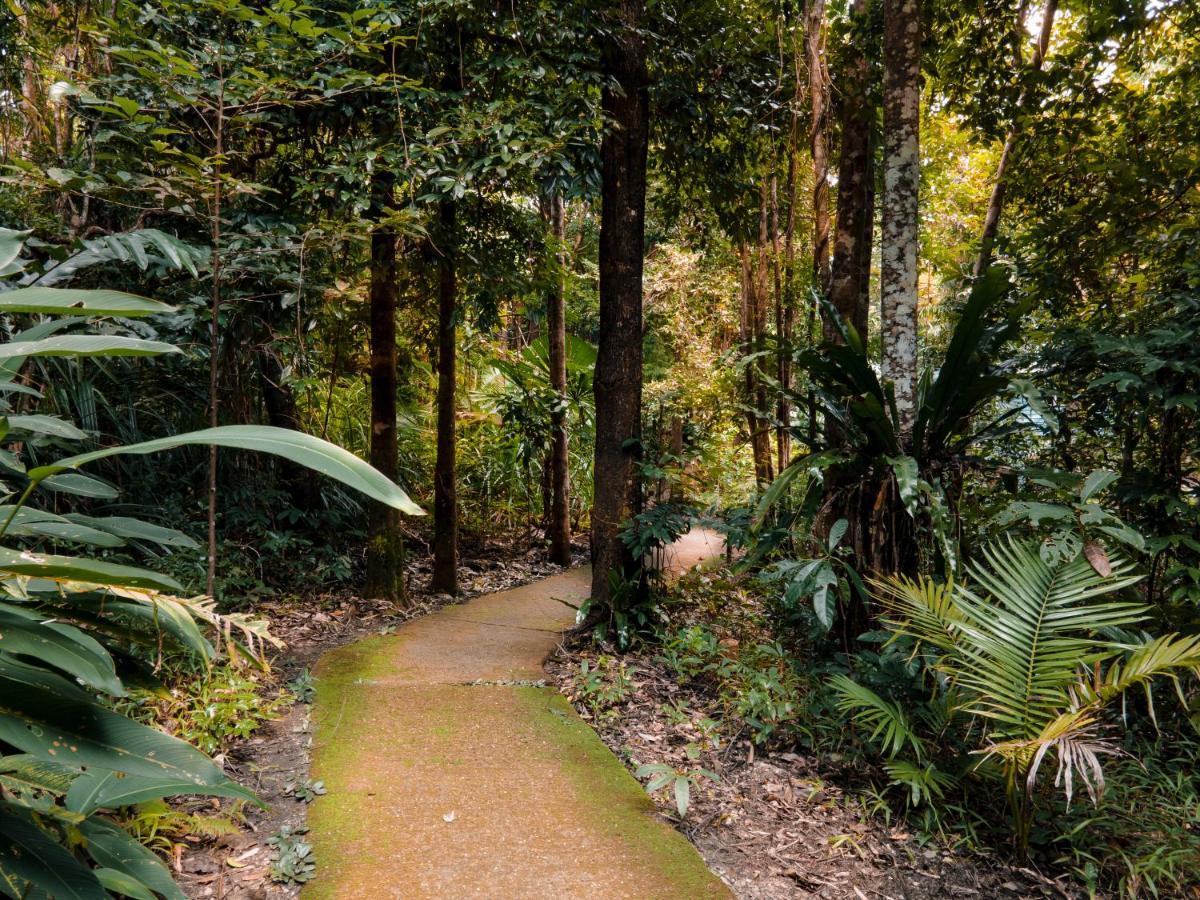 Lodge Ferntree Rainforest Cape Tribulation